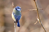 pimpelmees (Cyanistes caeruleus) 3-2018 1524-